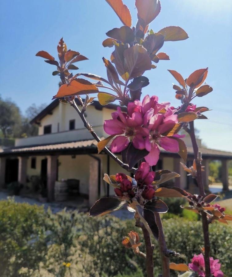 Casale Terre Rosse Bed & Breakfast Saturnia Exterior photo